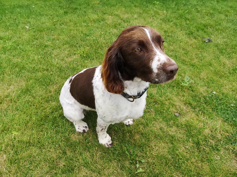 A liver-and-white English Springer Spaniel sitting on a mown lawn, looking off to the side