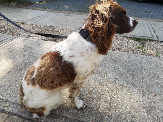 A liver-and-white Springer Spaniel walking on a slack lead along a paved path