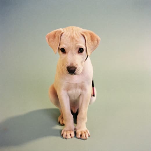 A puppy sitting and looking up