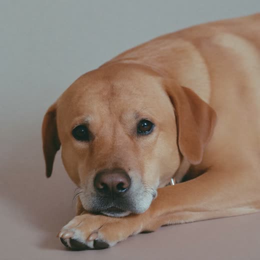 A dog lying down in a settled down-stay